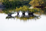 Four small trees in water